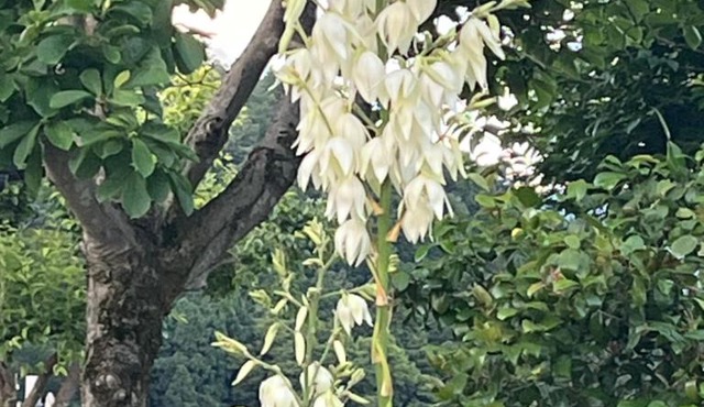 悠の宿