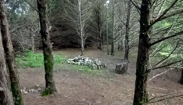 Lonely Pine @B Berry Farms in Elkland