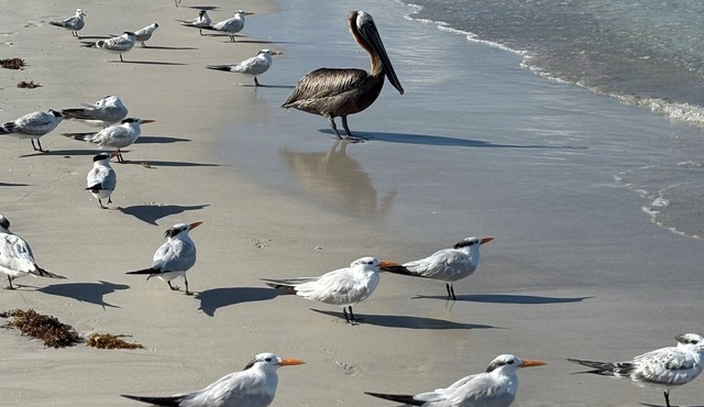 Path to relaxation! in Indian Rocks Beach