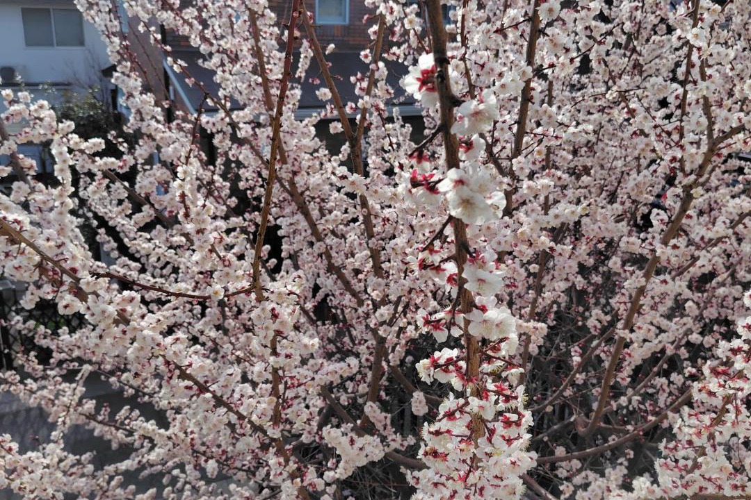 Shibuya Apartment | House Nishihara 1
