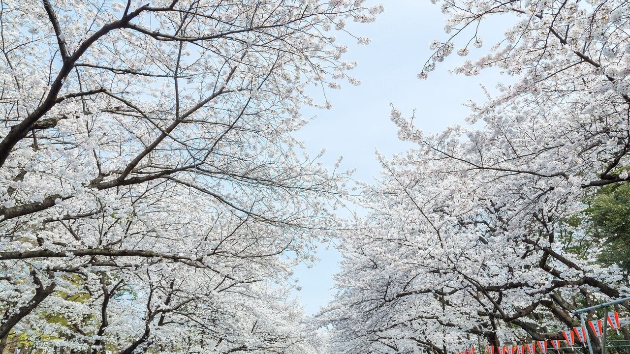 Photo of Others in Chiyoda