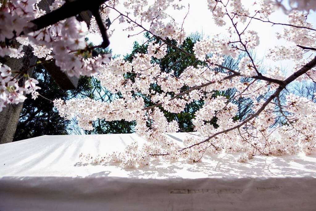 Photo of Others in Ueno