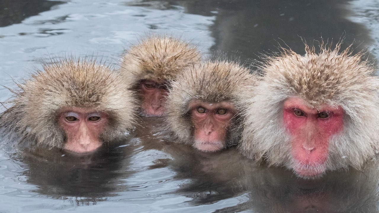 Photo of Outdoor in Yudanaka Shibu Onsen