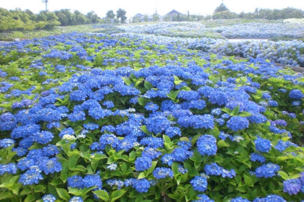 Photo of Others in Kuwana