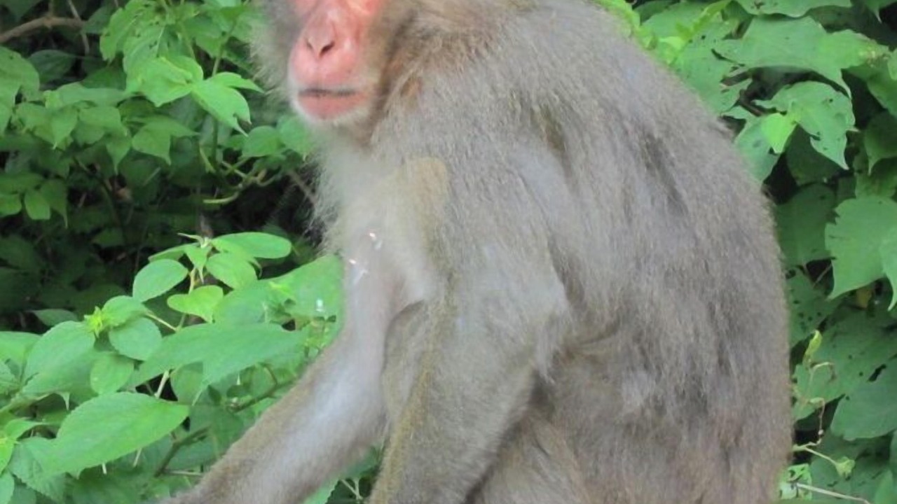 Photo of Others in Ine