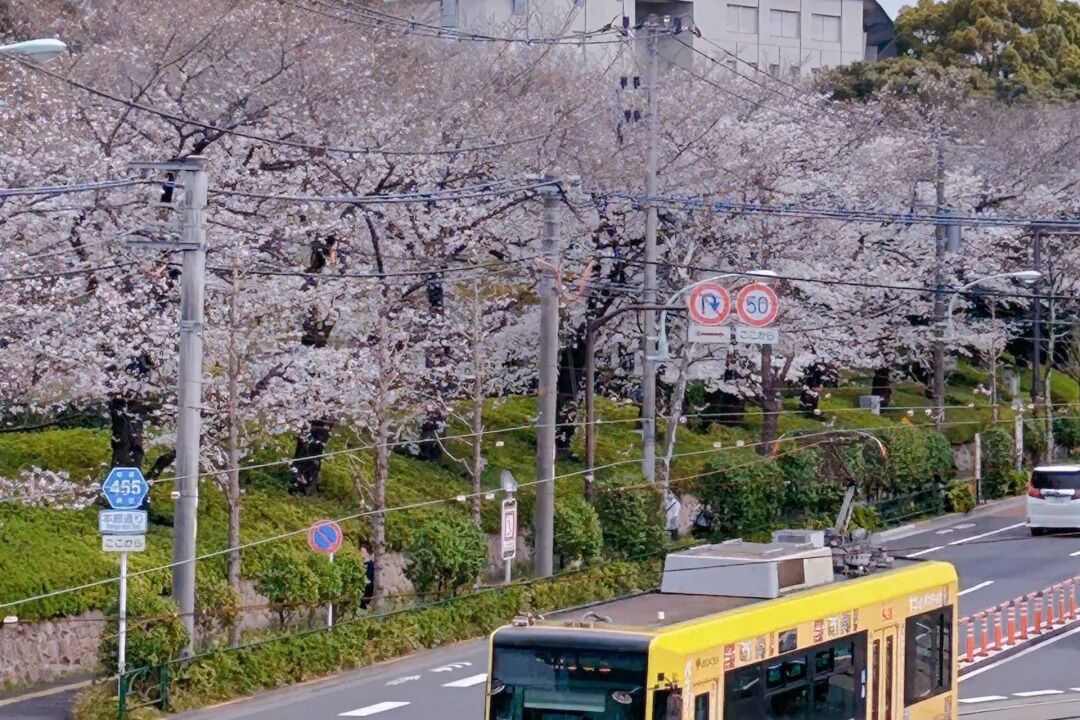 Photo of Others in Jujo