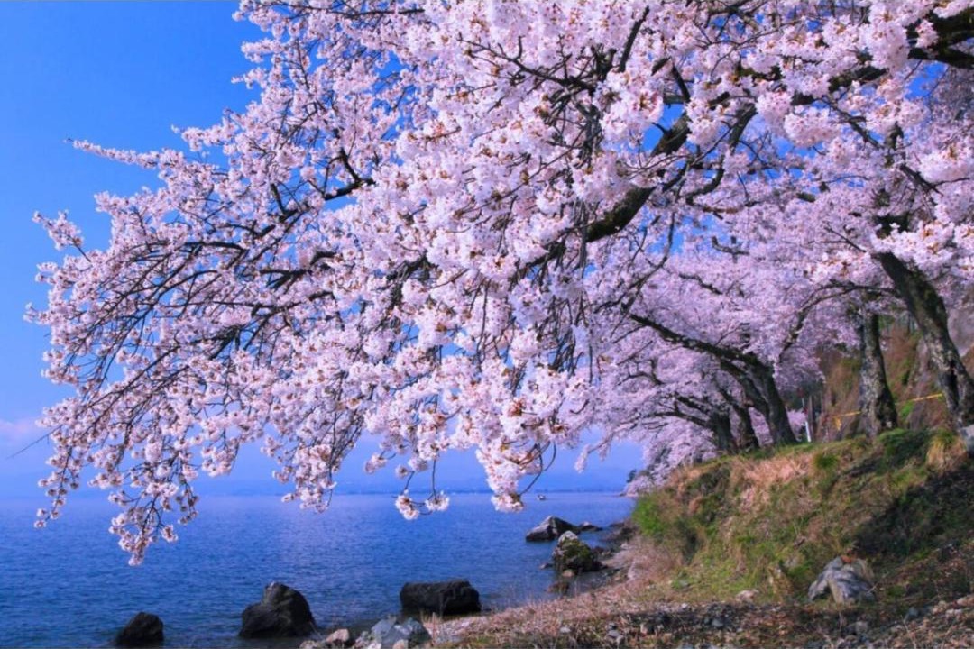 Photo of Others in Nagahama