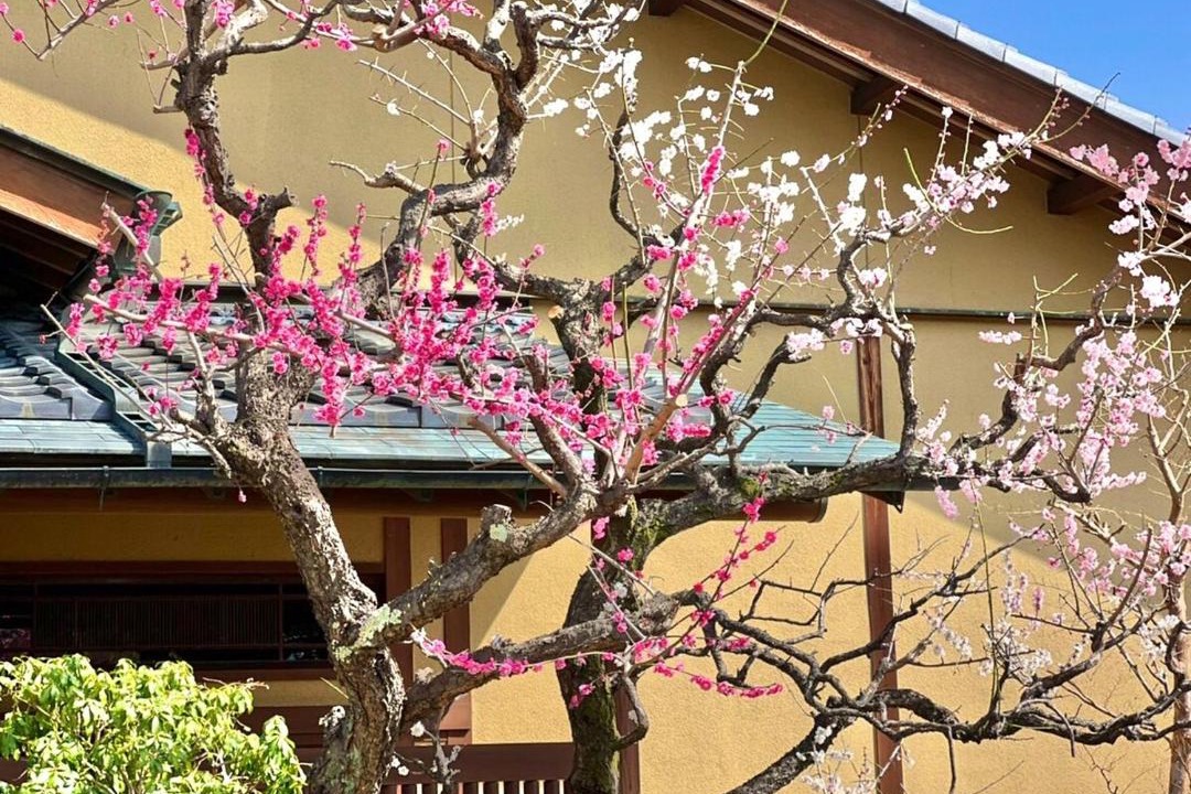 Photo of Others in Minami-Alps