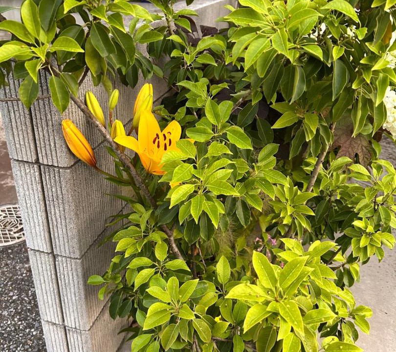 Photo of Outdoor in Maihama