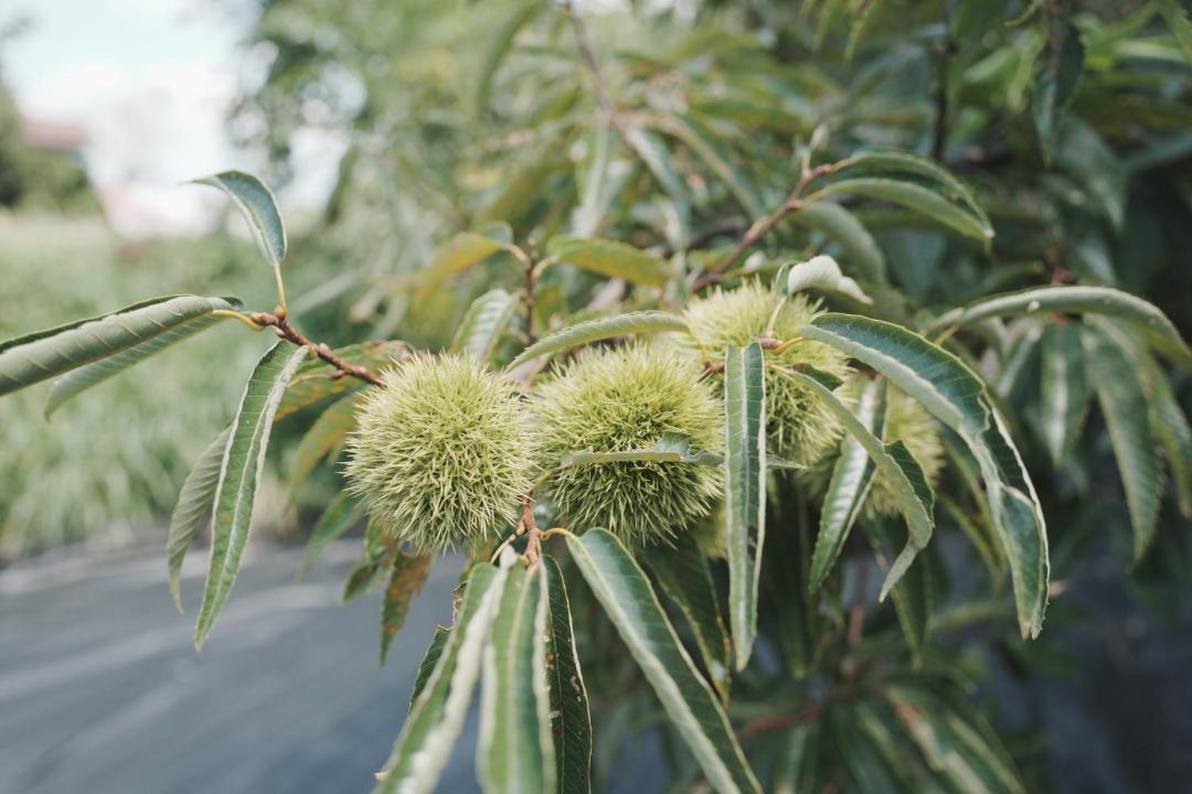 Photo of Outdoor in Ichihara