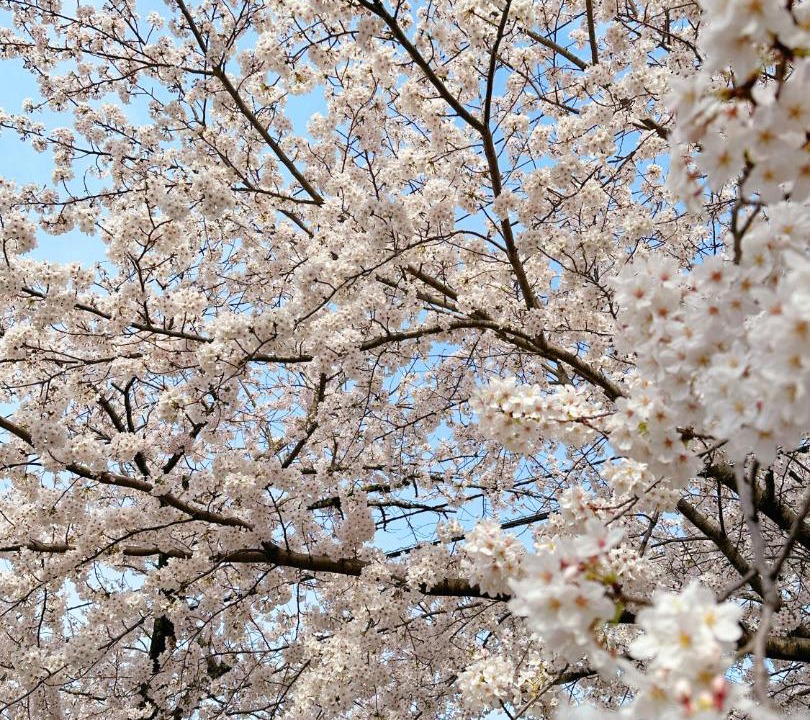 Photo of Others in Yawatano
