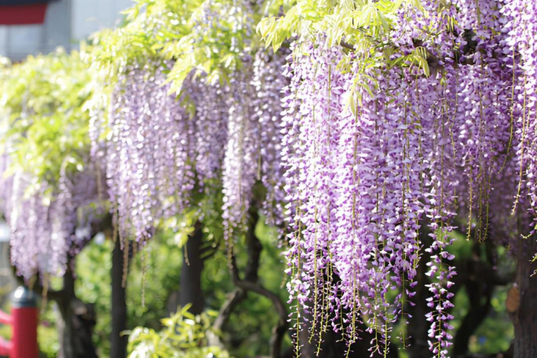 Photo of Outdoor in Kameido