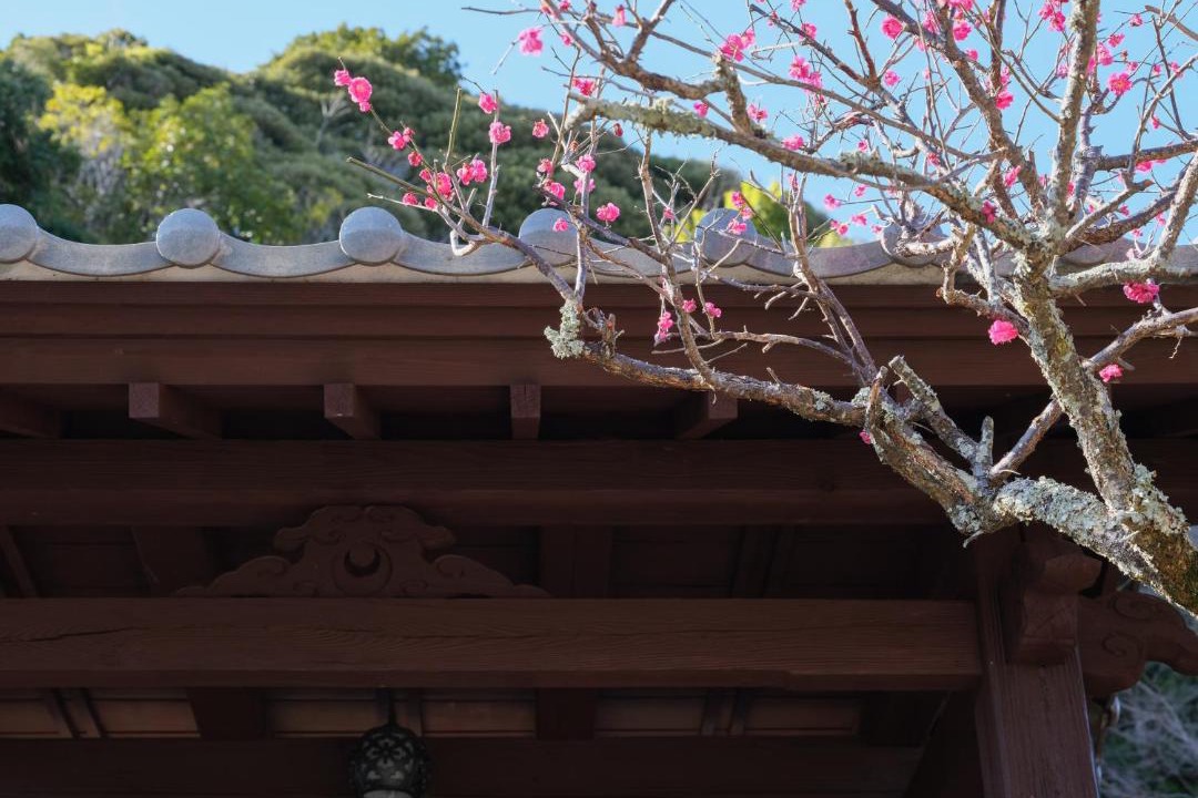 Photo of Others in Katori