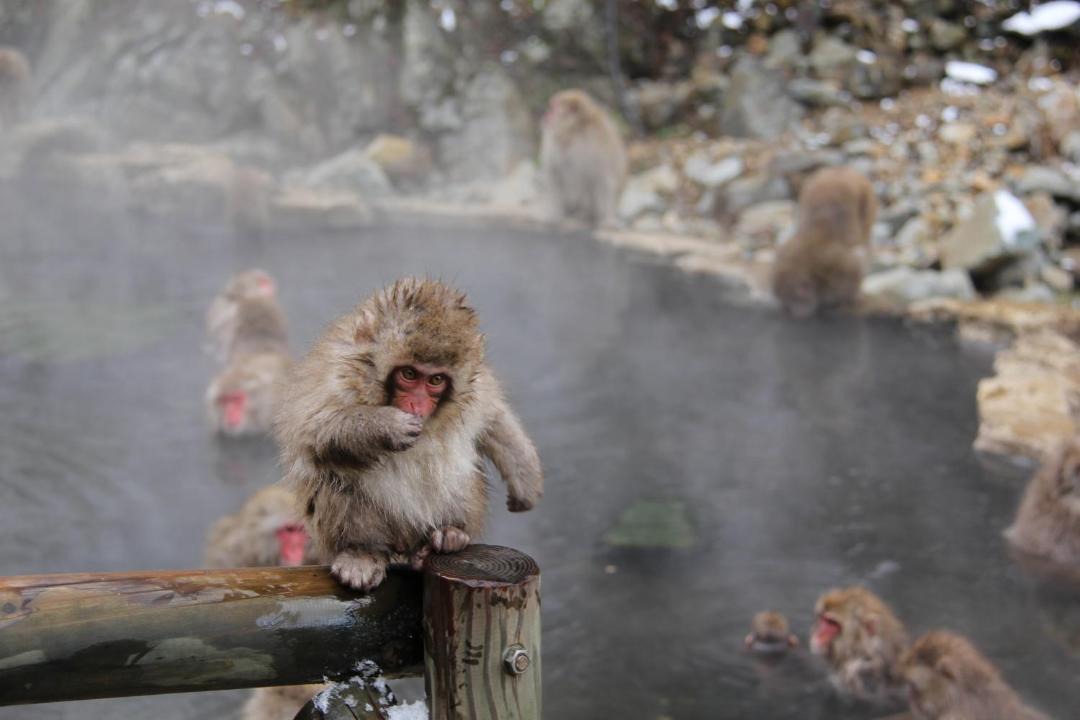 Photo of Others in Yudanaka Shibu Onsen