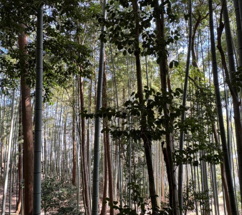 Photo of Others in Otsu