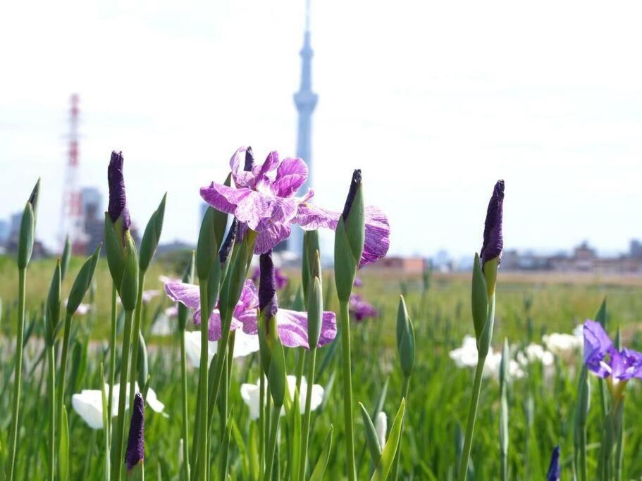 Photo of Others in Tateishi