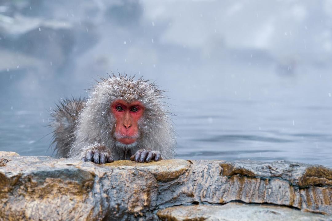 Photo of Others in Yudanaka Shibu Onsen