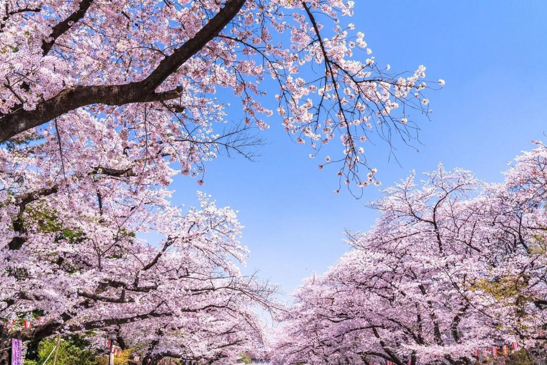 Photo of Others in Nishinippori
