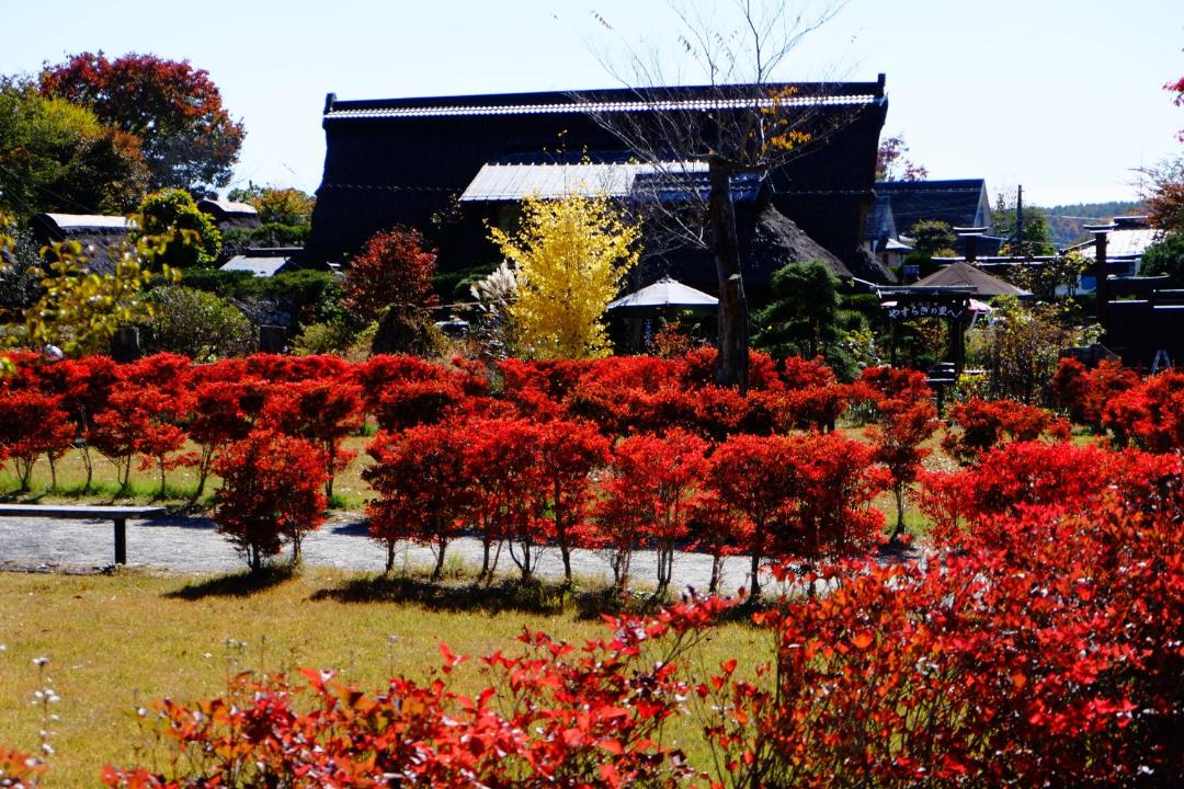 Photo of Others in Oshino