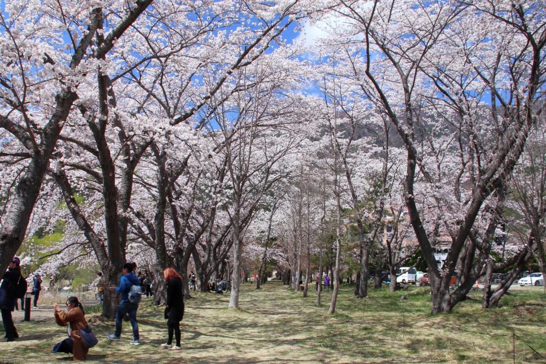 Photo of Others in Fujikawaguchiko