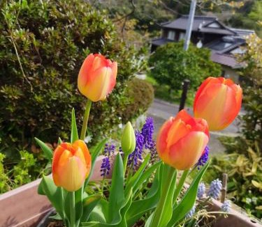 Suooshima House | 古民家宿郷の家